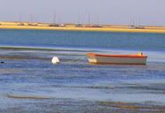Gaivota