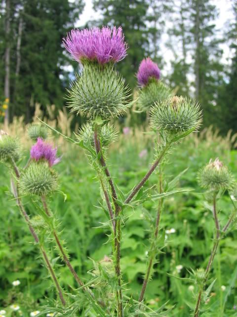 'The prickly purple thistle was adopted as the Emblem of Scotland during the 