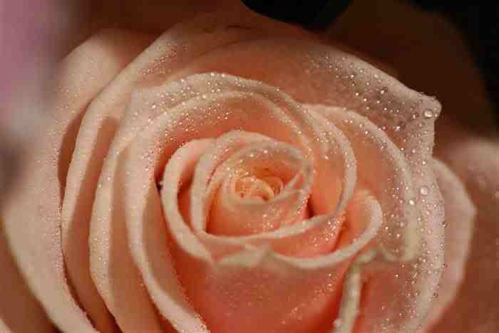 The Pink Rose Would be an Ideal Flower