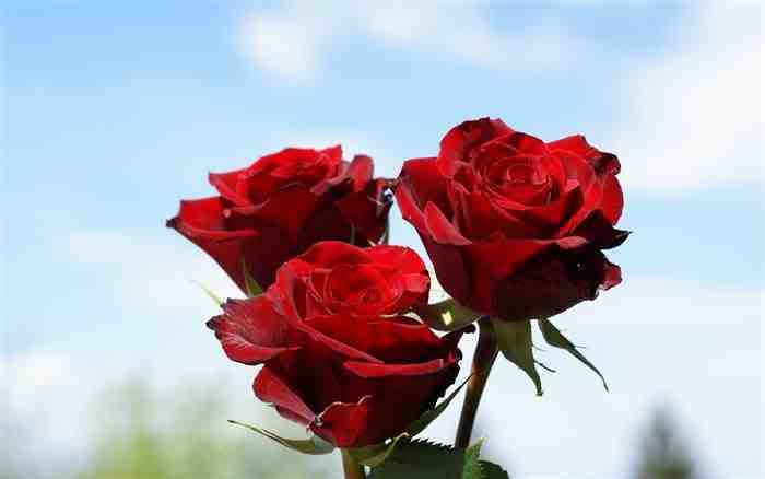 Beauty flower of red rose represents deep