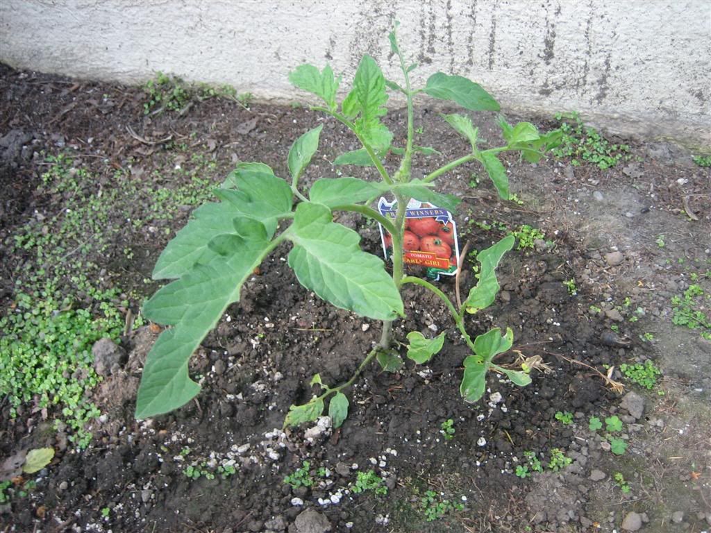 What is eating my tomatoes? look at pictures? Yahoo Answers