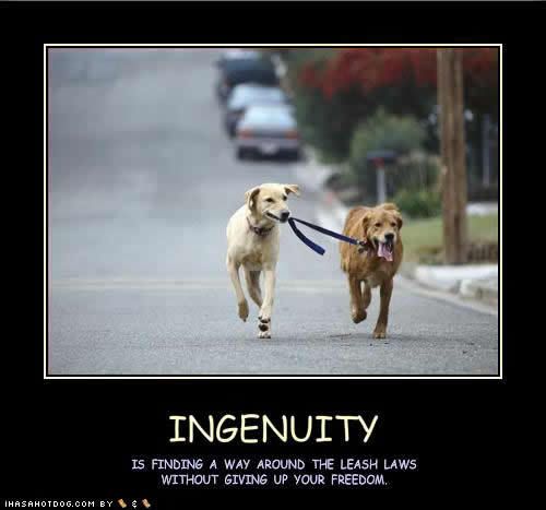 funny-dog-pictures-ingenuity-leash.jpg