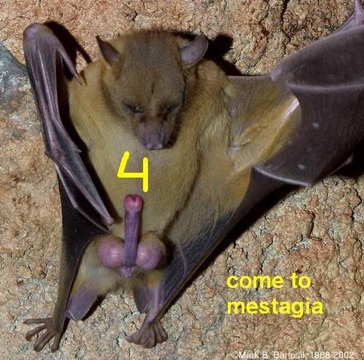 bat-dick.jpg