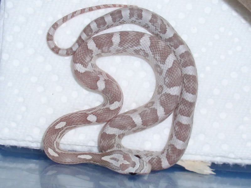 2009-08-22GhostMale_01.jpg