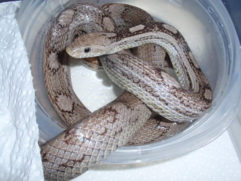 2009-08-22AneryMotleyFemale_01.jpg