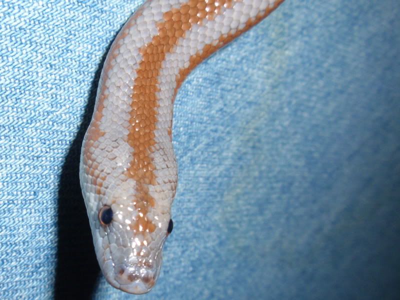 2009-08-22RosyBoa_05.jpg