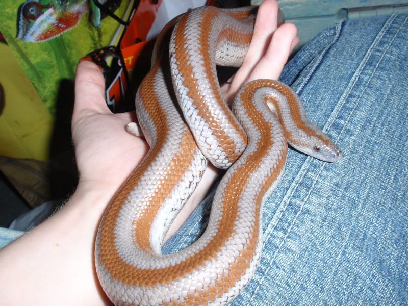 2009-08-22RosyBoa_06.jpg