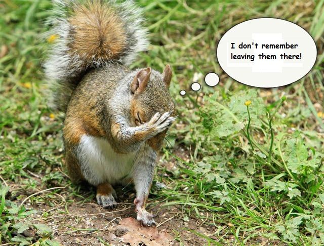 caption_squirrel_zps7de512fe.jpg