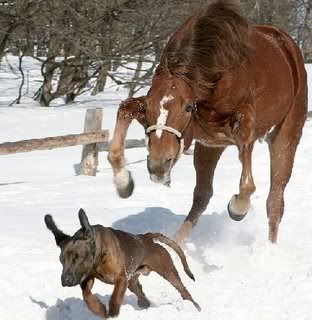 Badly Treated Horses