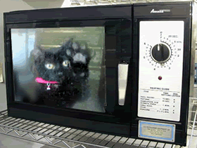 caturday_microwave-1.gif
