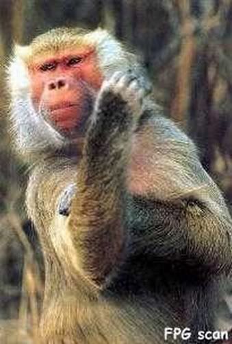 Pissed Off Monkey Pictures, Images and Photos