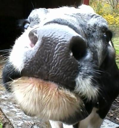 Well, we bred Marianne ... AGAIN! - Cattle