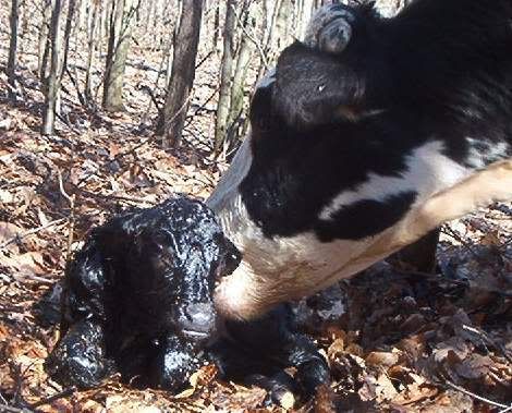 See a first last night, and I'v  seen a lot in my life - Cattle