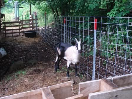 Electric Fence Problem - Homesteading Questions