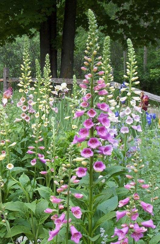 Who is starting seeds already? - Gardening & Plant Propagation