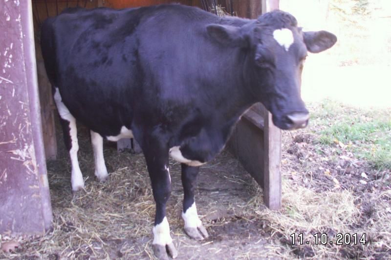 Some new pics of Marianne - Cattle