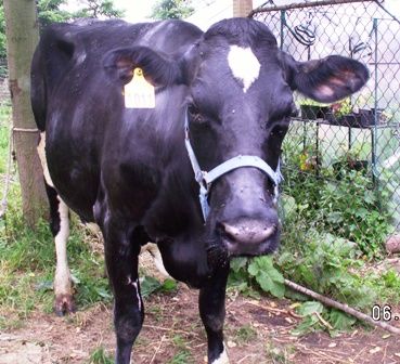 We rescued another cow this week! - Cattle