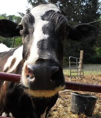 Cow personalities - Cattle