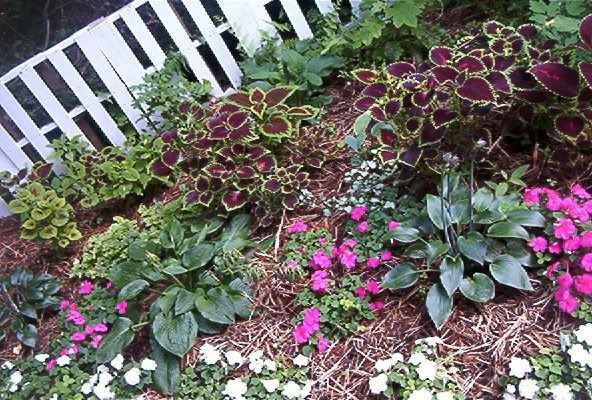 Cheapest Way to Fence in Our Vegetable Garden? - Homesteading Questions