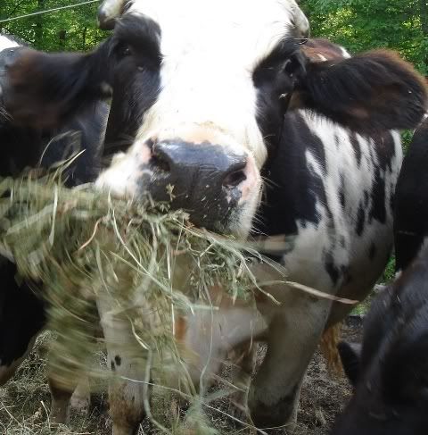 How Much Feed Should You Feed Your Animals ?? - Countryside Families