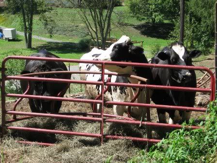 Vegetarian Homesteaders - care to share? :) - Homesteading Questions