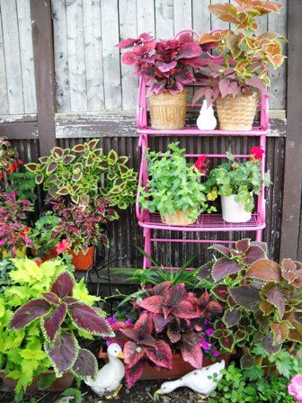 Container gardens - Gardening & Plant Propagation