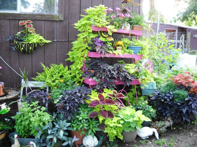 Container gardens - Gardening & Plant Propagation