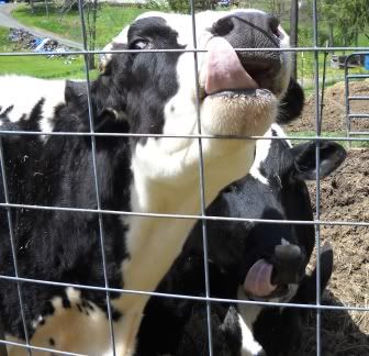 Happy Holsteins! - Cattle