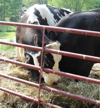 Cow personalities - Cattle