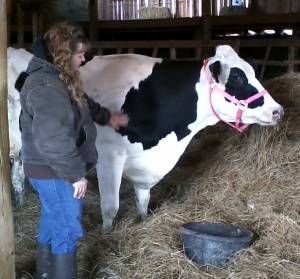 Cow rescue 2015 ...v. 2.0 - Cattle