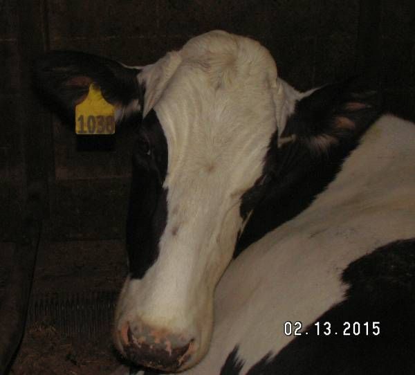 Cow rescue 2015 ...v. 2.0 - Cattle