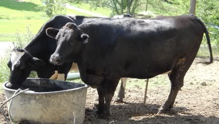 Mugging for the camera - Cattle
