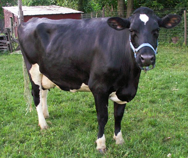 We rescued another cow this week! - Cattle