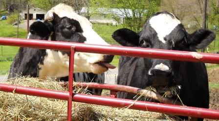 Happy Holsteins! - Cattle