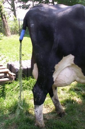 We rescued another cow this week! - Cattle