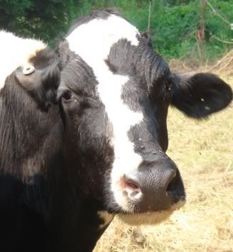 Best pasture ornament? - Homesteading Questions