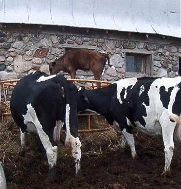 Calves in the round bale feeder. - Cattle