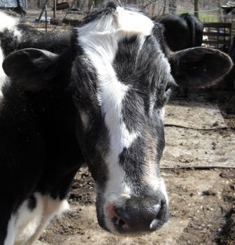 Christine at 12 - Cattle