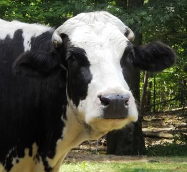 Cow personalities - Cattle