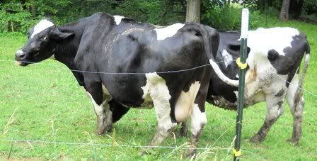 Mugging for the camera - Cattle