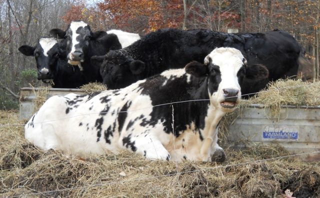 At the feeder - Cattle