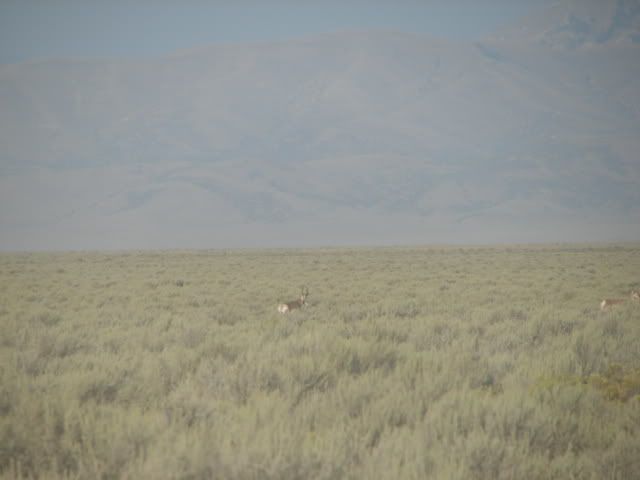 antelope1024.jpg