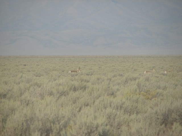 antelope1025.jpg