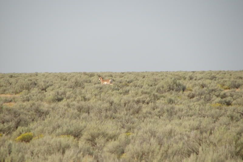 antelope1038.jpg