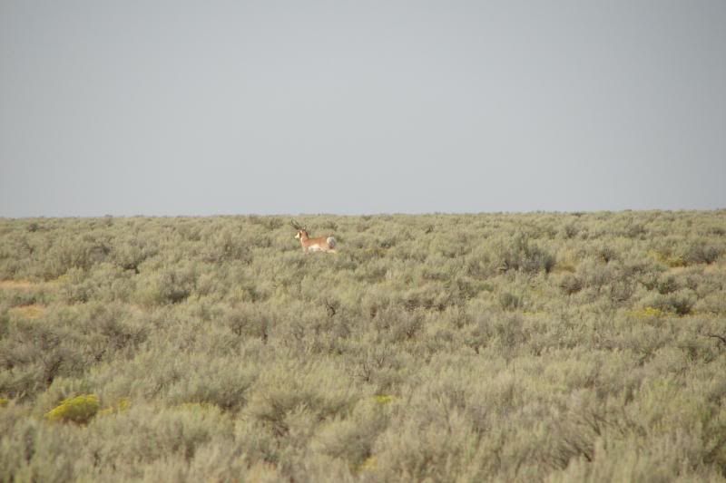 antelope1038200.jpg