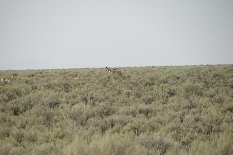 antelope1044200.jpg