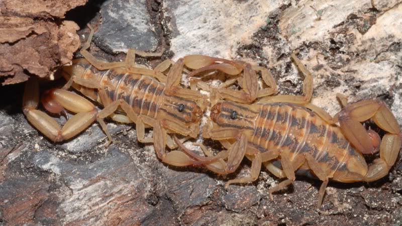 Scorpion Mating