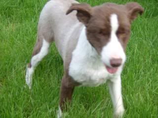 Haircut For A Border Collie Horse And Hound Forum