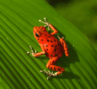 redfrog1.gif