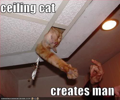 funny-pictures-ceiling-cat-creates-.jpg